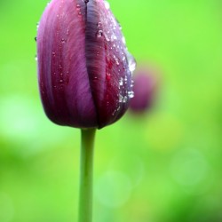 After rain